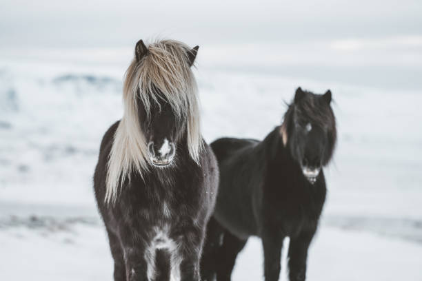 caballos islandeses en la nieve - horse iceland winter snow fotografías e imágenes de stock