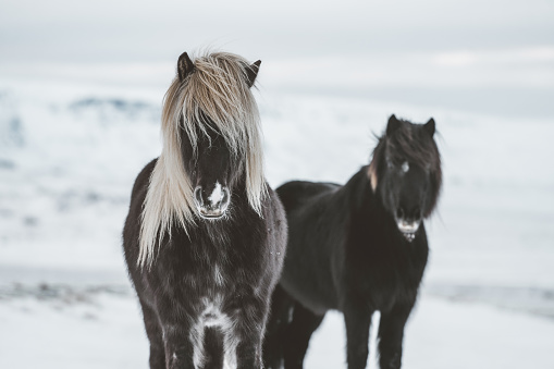 Portrait of brown Icelandic horse  on the pasture in Iceland