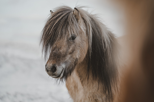 shot in Iceland, in the middle of a herd of horses