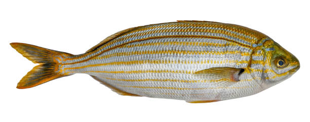 Fish Salema porgy, goldline, isolated on white background (Sarpa salpa) Fish Salema porgy, goldline, isolated on white background (Sarpa salpa) salpa stock pictures, royalty-free photos & images