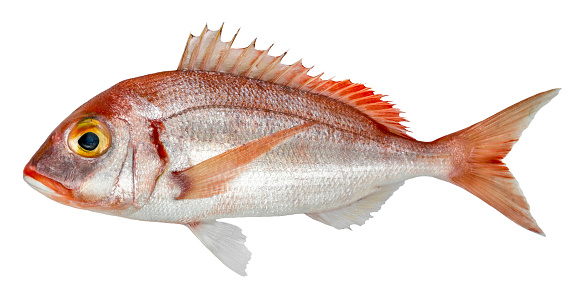Fish common pandora, pink sea bream isolated on white background (Pagellus erythrinus)