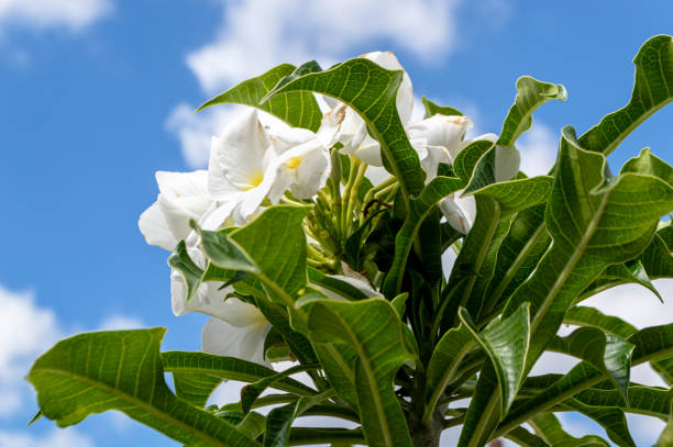 planta con hojas verdes y flores blancas. plumeria mojigata. - prudish fotografías e imágenes de stock