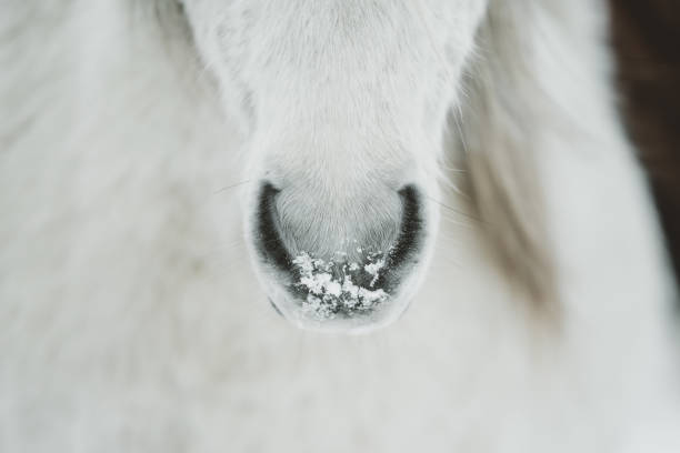 caballo islandés en invierno - horse iceland winter snow fotografías e imágenes de stock