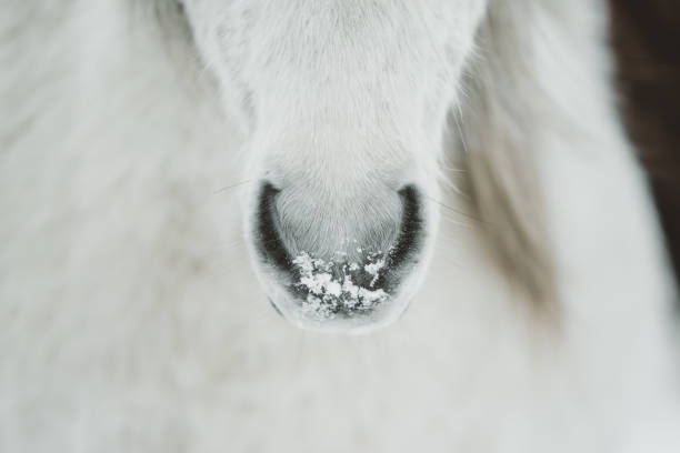 Icelandic horse in winter