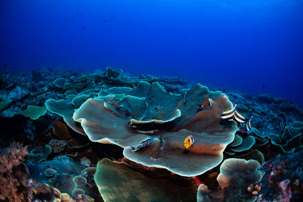 duże pole sałaty koralowej turbinaria mesenterina, wczesny poranek na rafie zewnętrznej, palau, mikronezja - chaetodon zdjęcia i obrazy z banku zdjęć