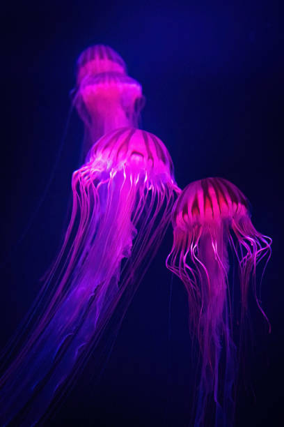 istock Beautiful illuminated jellyfish in dark water close up 1426612331