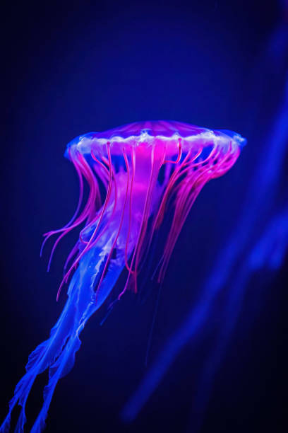 istock Beautiful illuminated jellyfish in dark water close up 1426612346