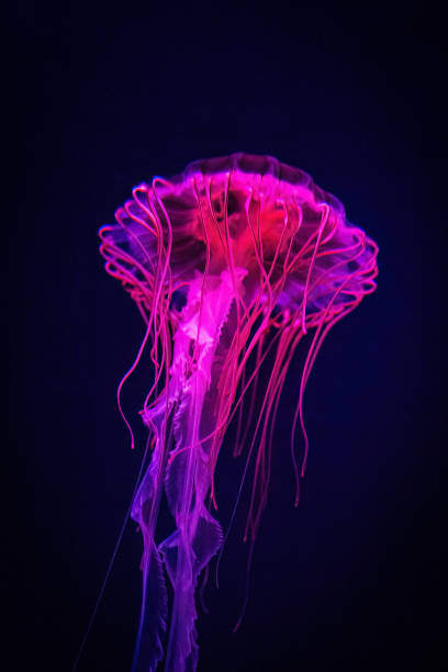 istock Beautiful illuminated jellyfish in dark water close up 1426612348