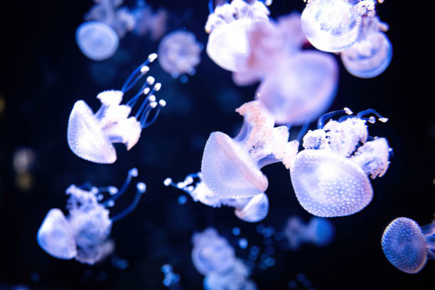 istock Beautiful white neon glowing jellyfish close up 1426612349