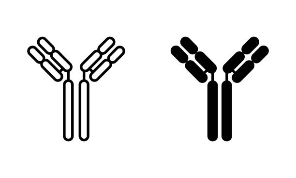 ilustrações de stock, clip art, desenhos animados e ícones de antibody molecule - antibody human immune system antigen microbiology