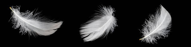 istock white feather of a goose on a black background 1426614785