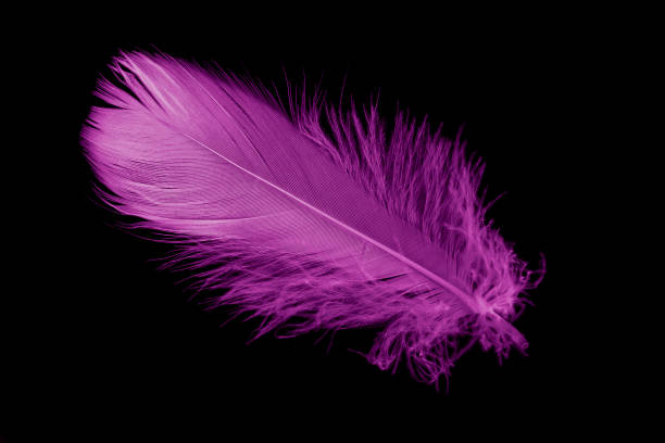 istock violet feather goose on a black isolated background 1426614891