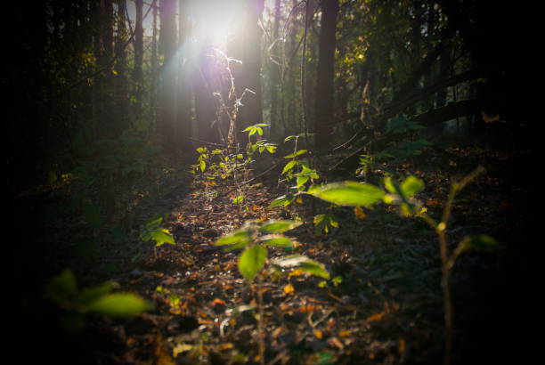 istock The sun's rays illuminate the grass in the dark forest. 1426617833