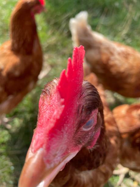 istock Pet love brown chickens hens 1426617966