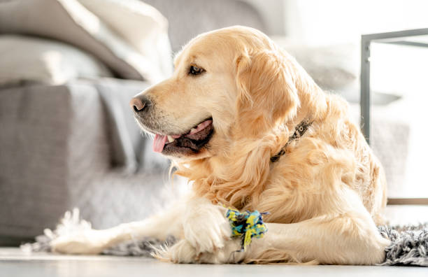 istock Golden retriever dog at home 1426618326