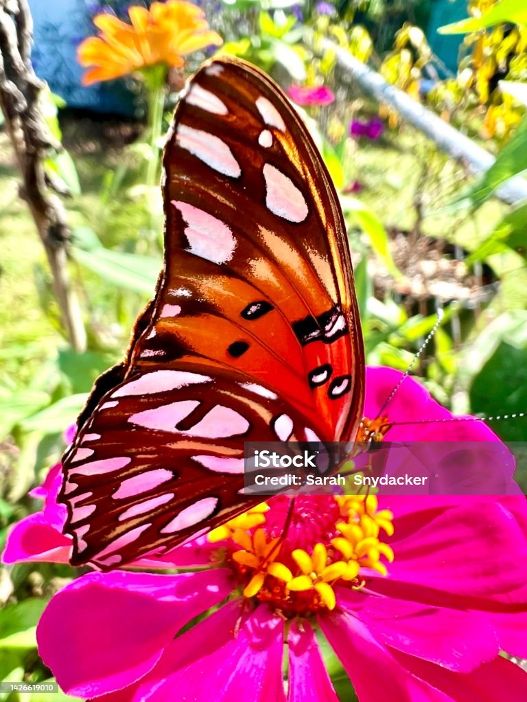 Butterfly Animal Stock Photo