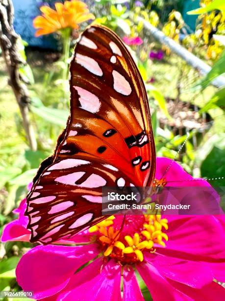 Butterfly Stock Photo - Download Image Now - Animal, Animal Body Part, Animal Wildlife