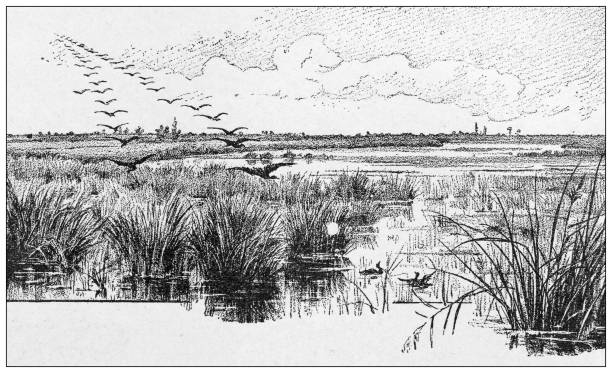 Antique illustration: Salty lands and waters in France, Camargue