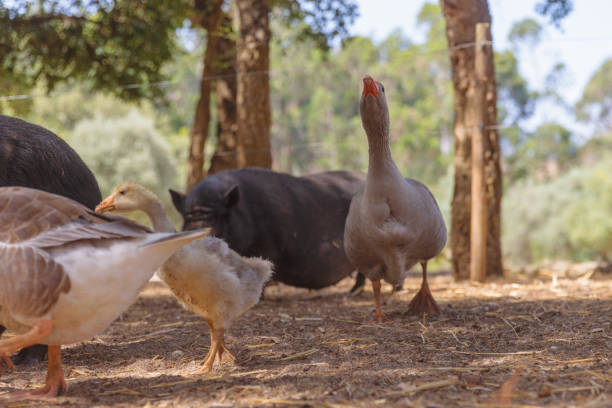 istock Ducks seen from below in a rural farm. 1426621149
