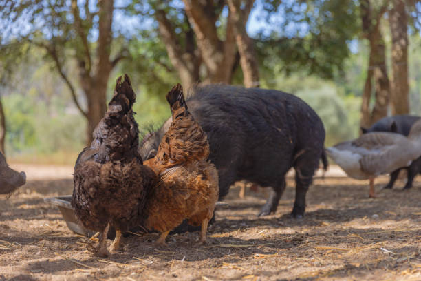 istock Chickens eating in a rural farm. 1426621337
