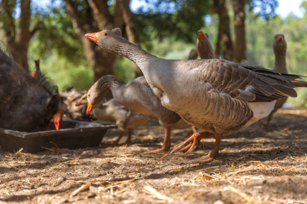 istock Ducks seen from below in a rural farm. 1426621399