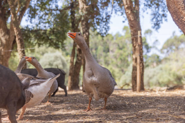 istock Ducks seen from below in a rural farm. 1426621520