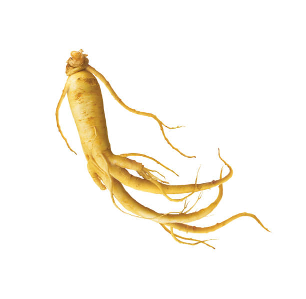 ginseng, illustration, chinesische kräutermedizin, wurzeln, auf weißem hintergrund - ginseng stock-grafiken, -clipart, -cartoons und -symbole