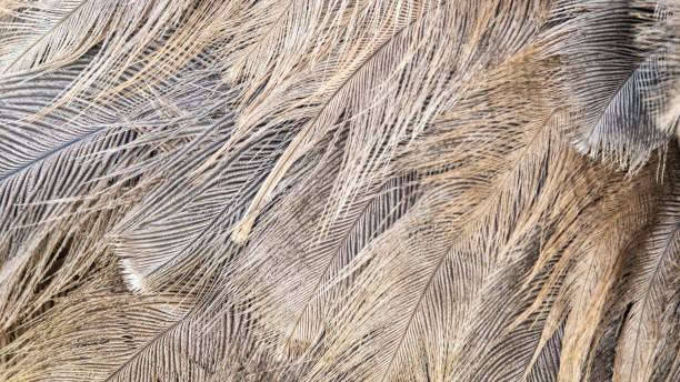 istock Brown ostrich feathers as an abstract background 1426624346