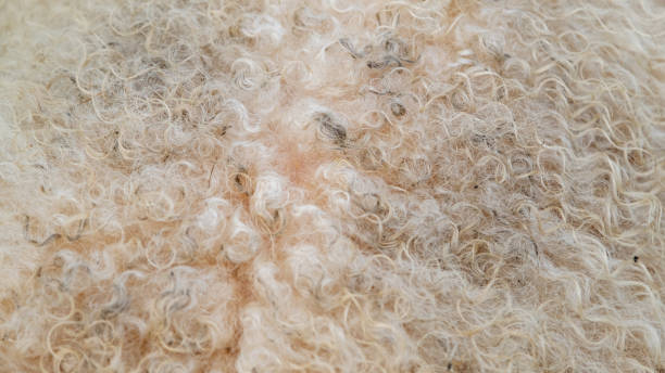 istock White sheep wool coat. Abstract soft background. Sheep wool. Natural product. 1426624372