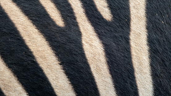 Close-up of a zebra skin.