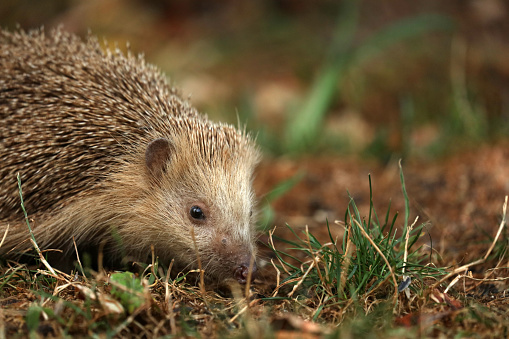 Hedgehog foraging in the garden