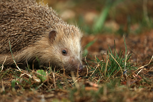 Hedgehog foraging in the garden