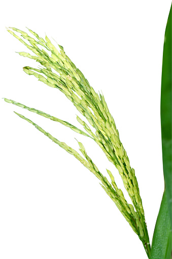 closeup the bunch ripe yellow green paddy plant growing with grain soft focus natural green white background.