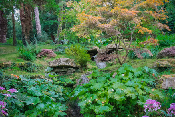 batsford arboretum and garden centre en moreton-in-marsh, cotswolds, inglaterra - glade england autumn forest fotografías e imágenes de stock
