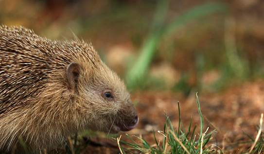 Hedgehog foraging in the garden