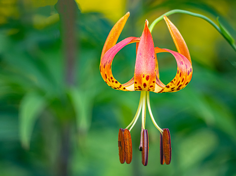 Lilium lancifolium is an Asian species of lily, native to China, Japan, Korea, and the Russian Far East.