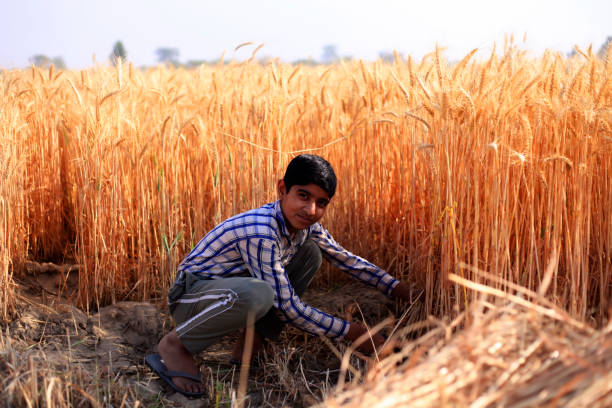 istock Young farmer harvesting wheat crop 1426640350