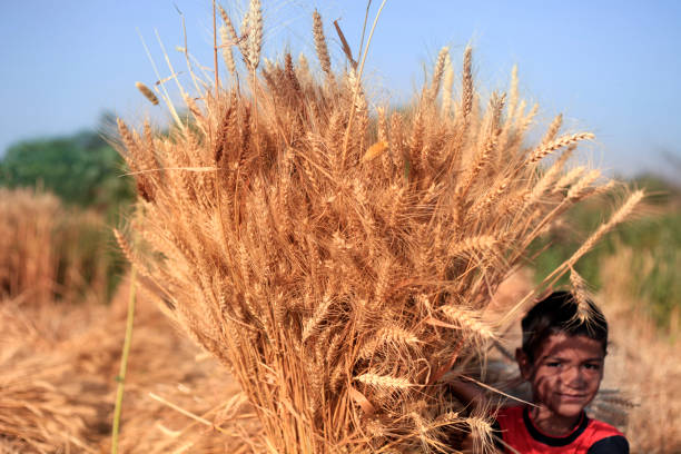 Elementary age child of Indian ethnicity standing in the field holding wheat crop bundle in hands during wheat crop harvesting in summer season portrait outdoor in nature.
