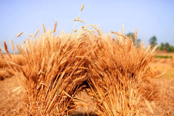 Imperata cylindrica is a perennial rhizomatous grass native to tropical and subtropical Asia, Micronesia, Melanesia, Sri Lanka, Africa, and southern Europe.