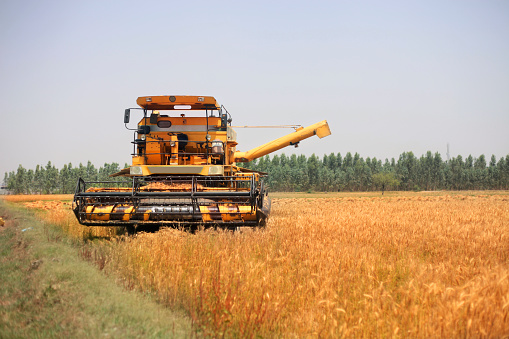 Combine harvester in the field of gold colored wheat during wheat crop harvesting.