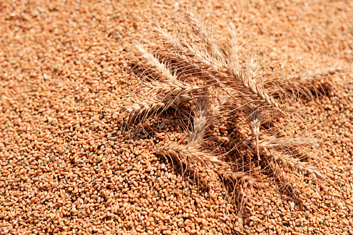 Barley of wheat crop and heap of grain close up during wheat crop harvesting in summer season.