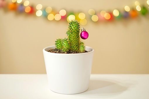 A cactus in a pot decorated with a Christmas ball on a background of blurred bokeh lights. An alternative to the Christmas tree. New Year's preparations and decorations for the holiday