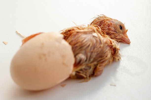 Chocolate eggs with a fake easter chicken