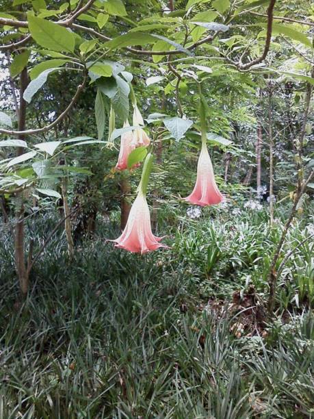 istock Brugmansia arborea 1426644778