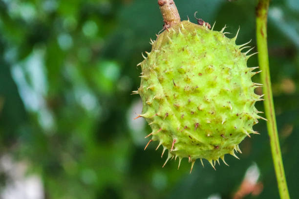 Close up Horse Chestnut