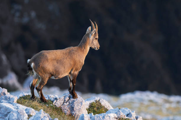 Portrait of a capricorn ibex in natural environment