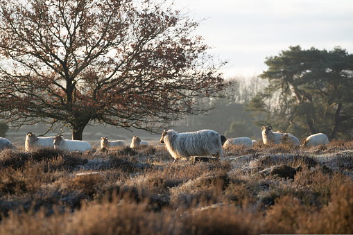 Sheep in morning sunlight in the nature in 2022. High quality photo