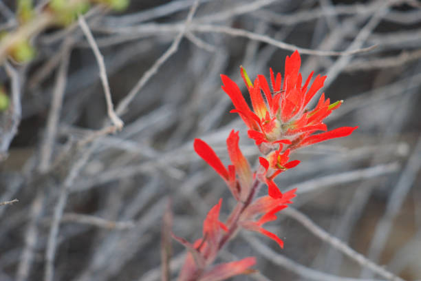 Green flowering terminal indeterminate racemose spike inflorescence of Coast Paintbrush, Castilleja Affinis, Orobanchaceae, native perennial monoclinous deciduous herb on the Ventura County Coast, Summer.