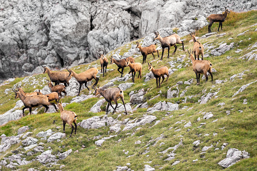 Chamois - Animal, Switzerland, Animal, Animal Themes, Mountain