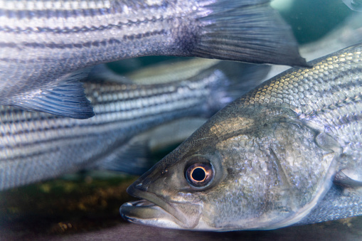 Striped Bass swimming in the fish tank.